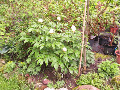 Paeonia_Pearl_1_Kopie.jpg
