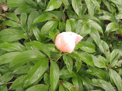 Paeonia_Pearl_2_Kopie.jpg