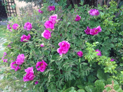 paeonia_rockii.jpg