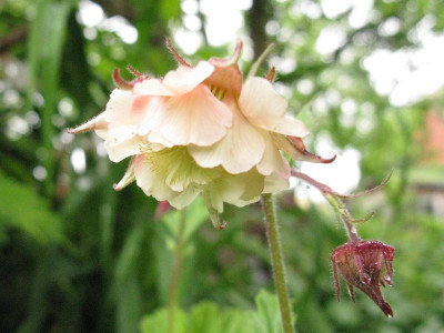 Pink_Frill_Kopie.jpg
