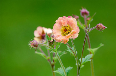 Geum_M.T.1.jpg