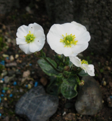 Ranunculus_parnassifolia_...___1.5.14_003.jpg