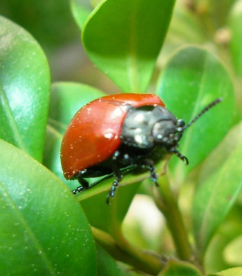Unbekannter_Kafer_im_Buxus.jpg