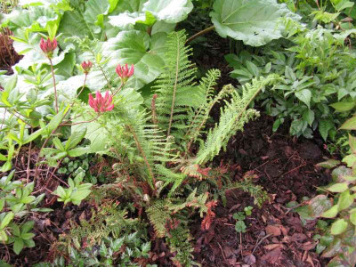 Polystichum_ganz_Kopie.jpg