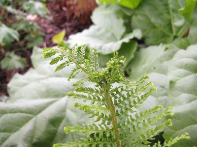 Polystichum_Kopie.jpg