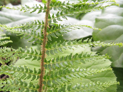 Polystichum_2_Kopie.jpg