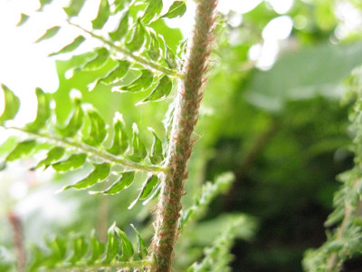 Polystichum_3_Kopie.jpg