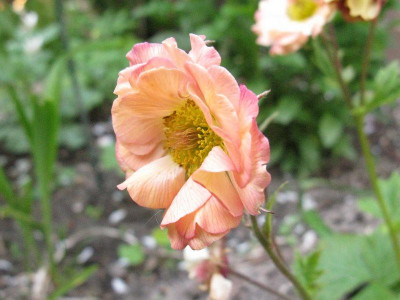 Geum_Mai_Tai_Kopie.jpg