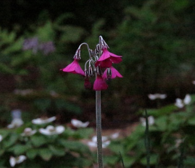 IMG_3331_Primula_Blute.jpg