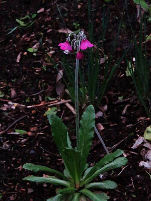 IMG_3333_Primula_ganz.jpg