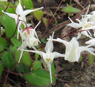 IMG_1096_Epimedium_grandiflorum_Nanum_01-05-2014-.jpg