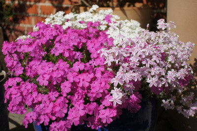 Terrassentopp.jpg