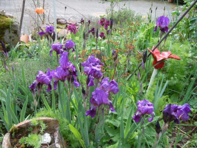 Iris_aph._klajfajfoa.JPG