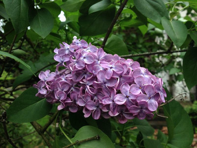 01_syringa_violettblau_20140502_zg1.jpg