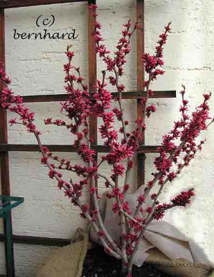 cercis_chinensis2.jpg