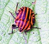 graphosoma_italicum.jpg
