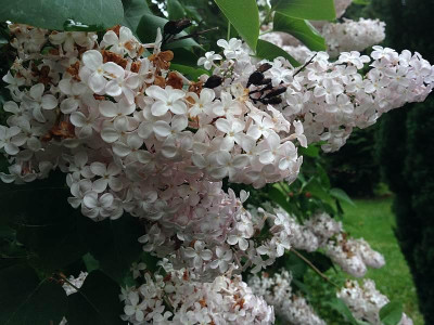 02_syringa_rosaweiss_20140502_zg.jpg