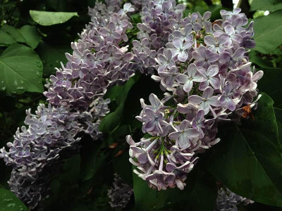 03_syringa_silberblau_20140502_zg.jpg