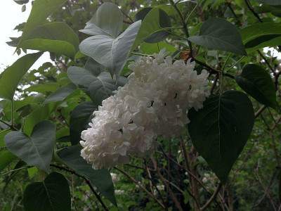 04_syringa_weiss-gefuellt_20140502_zg.jpg