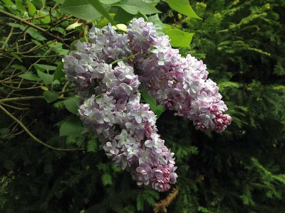 05_syringa_violettblau-gefuellt_20140502_zg.jpg