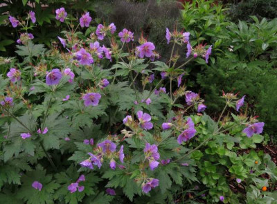 IMG_3378_Geranium_erianthum.jpg