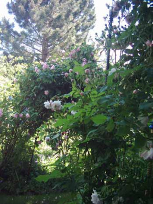 Champney_s_Pink_Cluster_Hab_2_05_Kopie.jpg