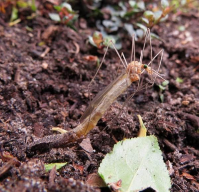 IMG_3421_Tipula.jpg