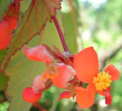 Begonie_sutherlandii_1.jpg