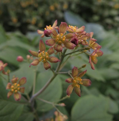 IMG_3444_Caulophyllum_thalictroides.jpg