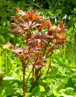 Paeonia_Brocade.jpg