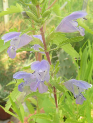 Salvia_sp_5.jpg