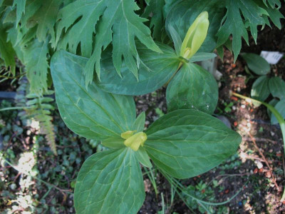 Trillium_...__4.5.14_003.jpg
