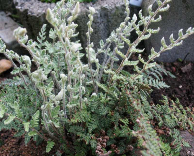 Cheilanthes_tomentosa_...__4.5.14_005.jpg
