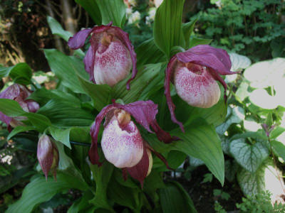 Cypripedium_Paul_...__4.5.14_002.jpg