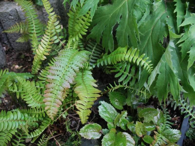 Blechnum_microphyllum_...__4.5.14_028.jpg