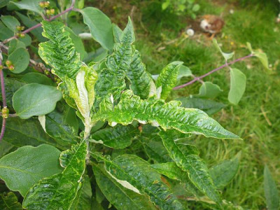 buddleia.jpg