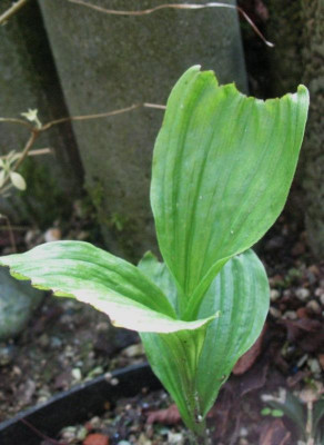 Cypripedium_maranthum_...__4.5.14_034.jpg