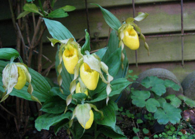 Cypripedium_pubescens_...__4.5.14_008.jpg
