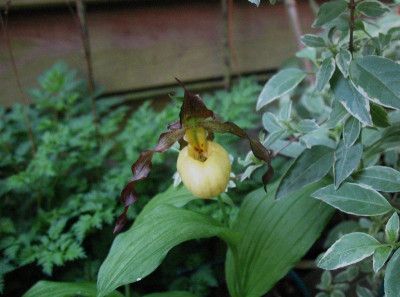 Cypripedium_parviflorum__...___4.5.14_013.jpg