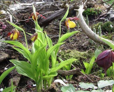 Cyp.-parviflorum_im_Moorbeet-kl.jpg