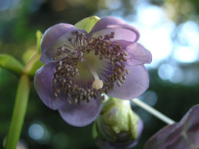 Deinanthe_caerulea_140705.jpg