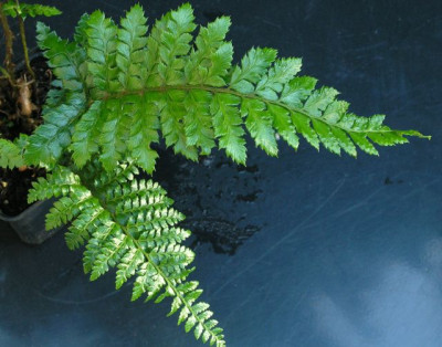 Polystichum_polyblepharum.jpg