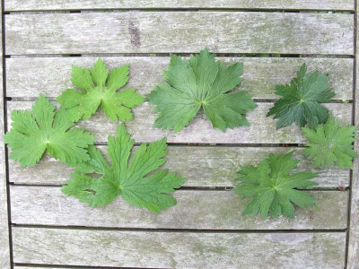phaeum_Samling_erianthum_Kopie.jpg