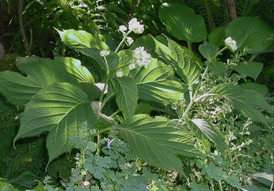 D.bifida.jpg