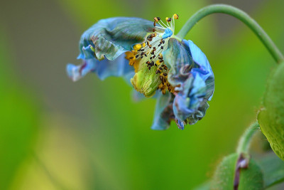 M._betonicifolia.jpg