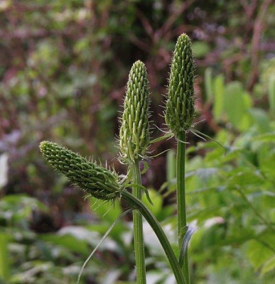 IMG_3482_Phyteuma_spicata.jpg