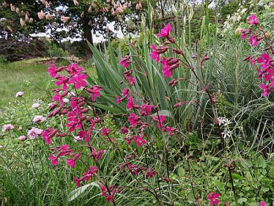 IMG_3429_Lychnis_viscaria_atropurpurea_kl.jpg