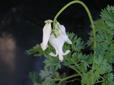 Dicentra_Ivory_Hearts.jpg