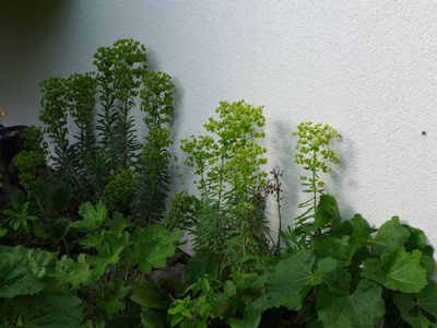 Euphorbia_characias_fars_2014.jpg