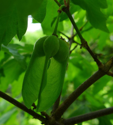 Samen_von_Acer_griseum_fars_2014.jpg